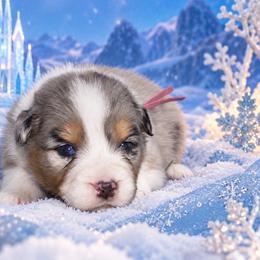 Elsa - Blue merle female Australian Shepherd puppy in Placerville, California from BFF Aussies