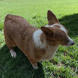 Macy - Pembroke Welsh Corgi