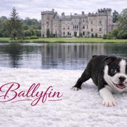CKC Health Tested Ballyfin - Seal brindle and white female Boston Terrier puppy in Scottdale, Pennsylvania from Itty Bitty Boston & Chi Co, Veteran Owned