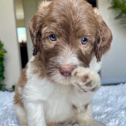 Dice - Tri-color male Labradoodle puppy in San Antonio, Texas from I Love U Back Labradoodles, LLC