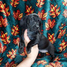 HELGA - Black female Dachshund puppy in Swink, Oklahoma from Palali Farm