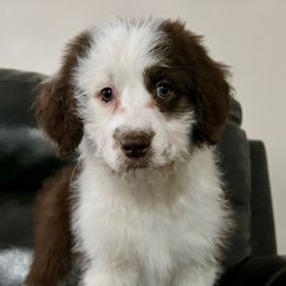 Cinderella - Red tri-color Aussiedoodle puppy in Ephraim, Utah from Jojo the Sanpete Aussie