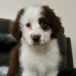 Cinderella - Red tri-color Aussiedoodle puppy in Ephraim, Utah from Jojo the Sanpete Aussie