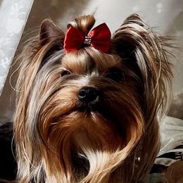 Tails - Yorkshire Terrier