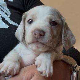 Princess- cream dapple dachshund - Fawn (isabella) and cream female Dachshund puppy in El Cajon, California from Lisa Buxton