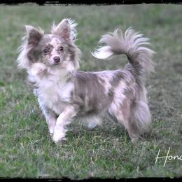 Honolulu - Chihuahua
