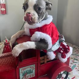 Stella - Boston Terrier