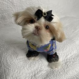 Shih Tzu Puppies from Shurbeez Shih Tzu