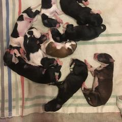 Borzoi Puppies from Symar Borzoi