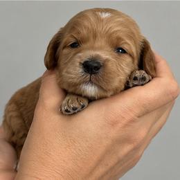 Cornbread - Red  female Goldendoodle puppy in O'fallon, Missouri from Rockin R Doodles