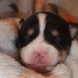 Girl 4 - Black and tan female American Corgi puppy in Pioneer, Michigan from Country Corners Corgis