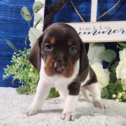 Aurora - Brown white and tan female Beagle puppy in Pottersville, Missouri from Lovan's Spring Creek Kennel