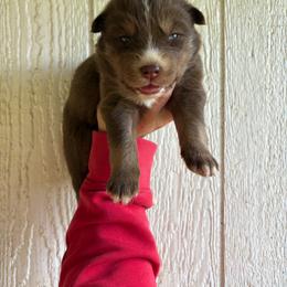 Girl 4 - Red and white female Siberian Husky puppy in Jonesborough, Tennessee from Dry Creek Siberians