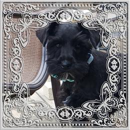 Miniature Schnauzer puppies from Rose Lane Schnauzers