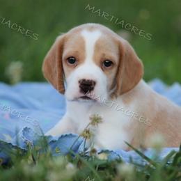 Beagle and Boston Terrier Puppies from Marti Acres ~ Boston Terrier & Beagles