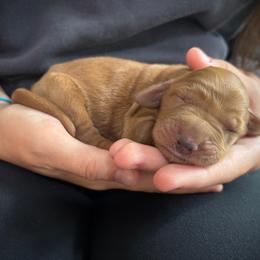 Girl 1 - Red  female Goldendoodle puppy in Mattawan, Michigan from Doodifuldoods