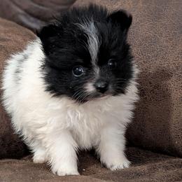 Parti Girl - Black parti female Pomeranian puppy in Danielsville, Georgia from PassionatePomPoms