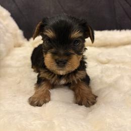 Cherry - Black and tan female Yorkshire Terrier puppy in San Antonio, Texas from Sweet as dessert puppies
