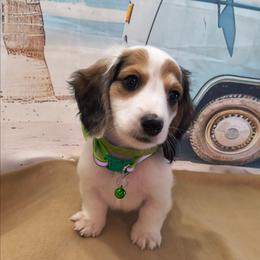 Beef - Piebald male Dachshund puppy in Grove, Oklahoma from Dachs on the lake