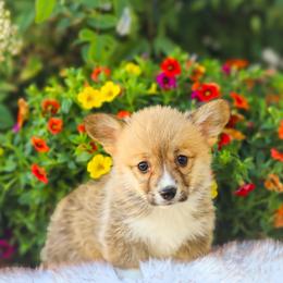 Jessie - Fawn female Pembroke Welsh Corgi puppy in Caliente, California from Rafter Cross 7