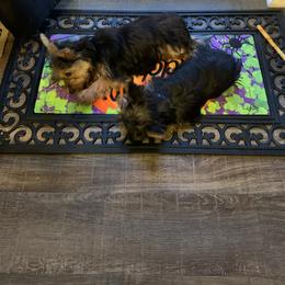 Yorkshire Terrier Puppies from Missy Lu Lap Puppies