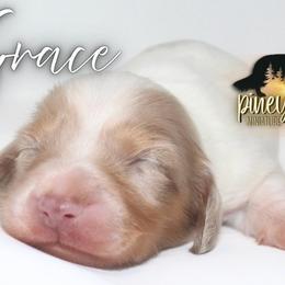 Grace - Dapple female Dachshund puppy in Linden, Texas from Piney Woods Miniature Dachshunds LLC