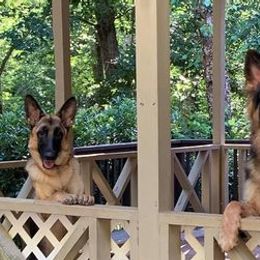 German Shepherds from Kingdom Shepherds
