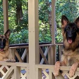 German Shepherds from Kingdom Shepherds