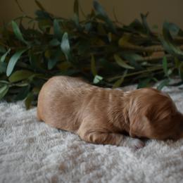 Aussiedoodle and Goldendoodle Puppies from Classic City Doodles