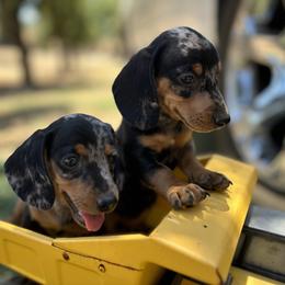 Dachshund Puppies from Ranchy Doxies