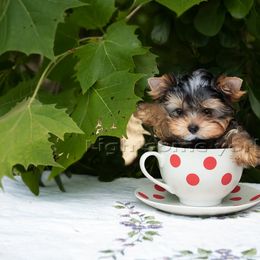 Yorkshire Terrier Puppies from Lightsome Yorkies