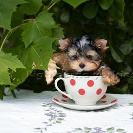 Yorkshire Terrier Puppies from Lightsome Yorkies