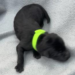 Girl 3 - Black female German Shepherd puppy in Sharon Grove, Kentucky from Julie’s Shepherds