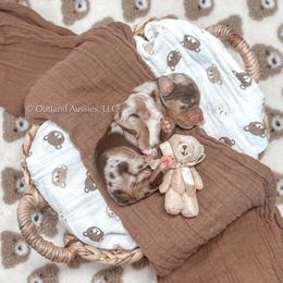 GRAHAM - Red merle Miniature Australian Shepherd puppy in Oklahoma City, Oklahoma from Outland Toy & Mini Aussies