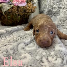 Elsa - Fawn (isabella) and tan female Dachshund puppy in Aiken, South Carolina from State Eight Dachshunds