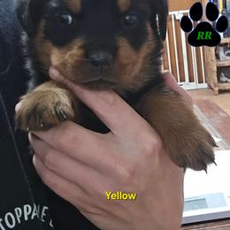 Yellow - Black and mahogany female Rottweiler puppy in Tangent, Oregon from Raya's Royals