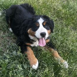 Bernese Mountain Dog Puppies from Willow Springs Doodles