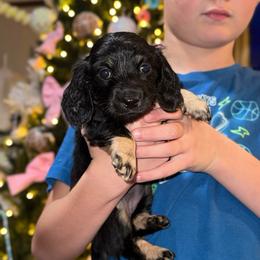 Sunflower - Black and cream female Dachshund puppy in Hornbeck, Louisiana from A&Z Mini Dachshunds