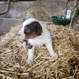 Girl 1 - Red tri-color female Australian Shepherd puppy in Jersey Shore, Pennsylvania from Lone Tree Aussies