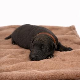 Brown Collar - Black male German Shepherd puppy in Plumas Lake, California from Zwinger Vom Greifjäger