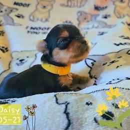 Daisy - Black and gold female Yorkshire Terrier puppy in Nitro, West Virginia from Kathryn's Yorkies