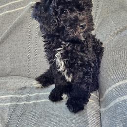 Havapoo Puppies from Derbyville Havapoos