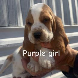 Purple girl - Red and white female Basset Hound puppy in Conway, Missouri from Ozark Mountain Kennel