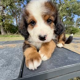 Big Chocolate Merle Tricolor Girl - Chocolate merle female Bernedoodle puppy in Sioux Falls, South Dakota from WhiskeyCreek Doodles