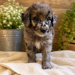 Bonanza - Blue merle male Bernedoodle puppy in Holden, Missouri from Mid-West Bernedoodles