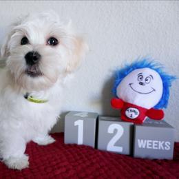 Asher - White male Coton de Tulear puppy in Forney, Texas from Buttercup Cotons of Texas