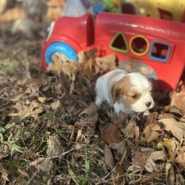 Charlotte - Blenheim female Cavalier King Charles Spaniel puppy in Tahlequah, Oklahoma from Love Some Dogs Dachshunds & Cavalier King Charles Spaniels,Cavapoos