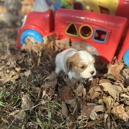 Charlotte - Blenheim female Cavalier King Charles Spaniel puppy in Tahlequah, Oklahoma from Love Some Dogs Dachshunds & Cavalier King Charles Spaniels,Cavapoos