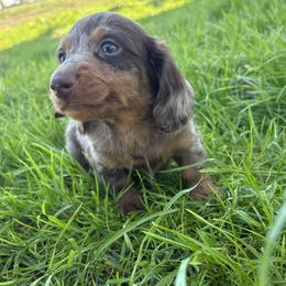 Cockapoo, Dachshund, Miniature Schnauzer, and Yorkshire Terrier Puppies from LUXEYPUPS