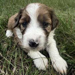 Bella - Red tri female Miniature Australian Shepherd puppy in Burke, South Dakota from Triple J Aussies SD